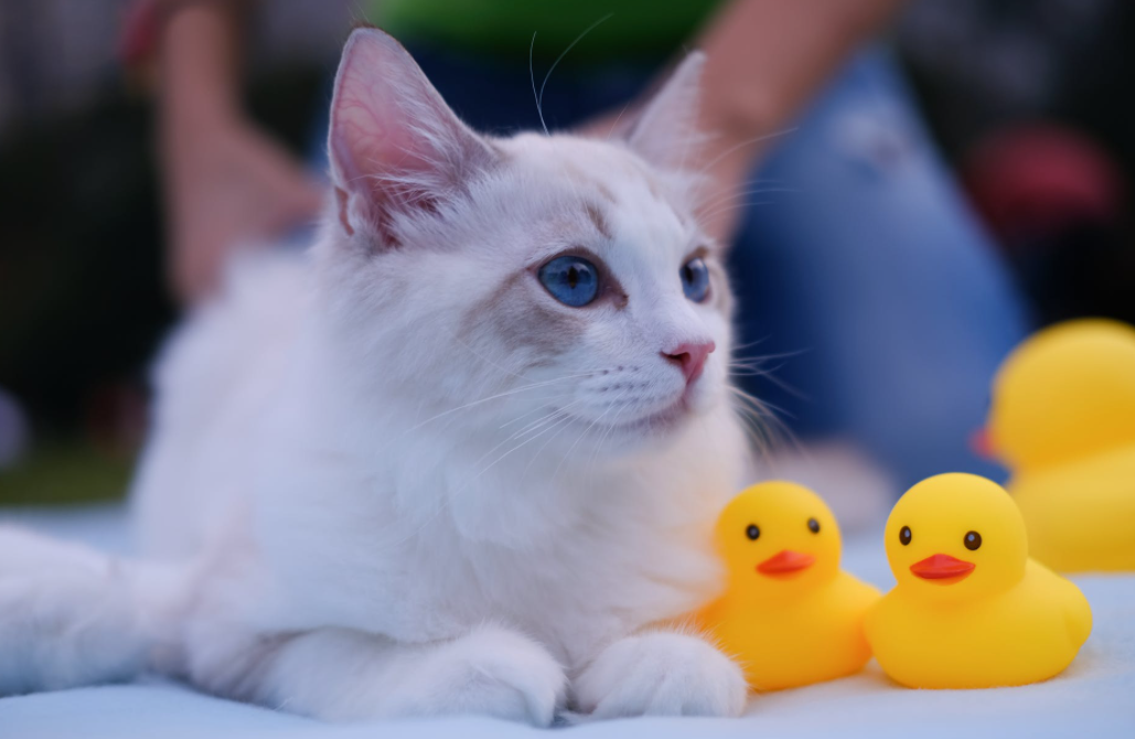 Tips for improving texture and taste in pet food